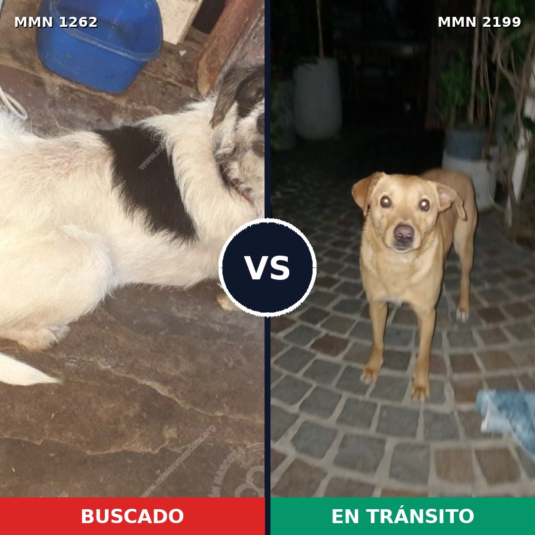 Comparativa MMS 66079: mascota perdida y mascota encontrada, 66% de similitud