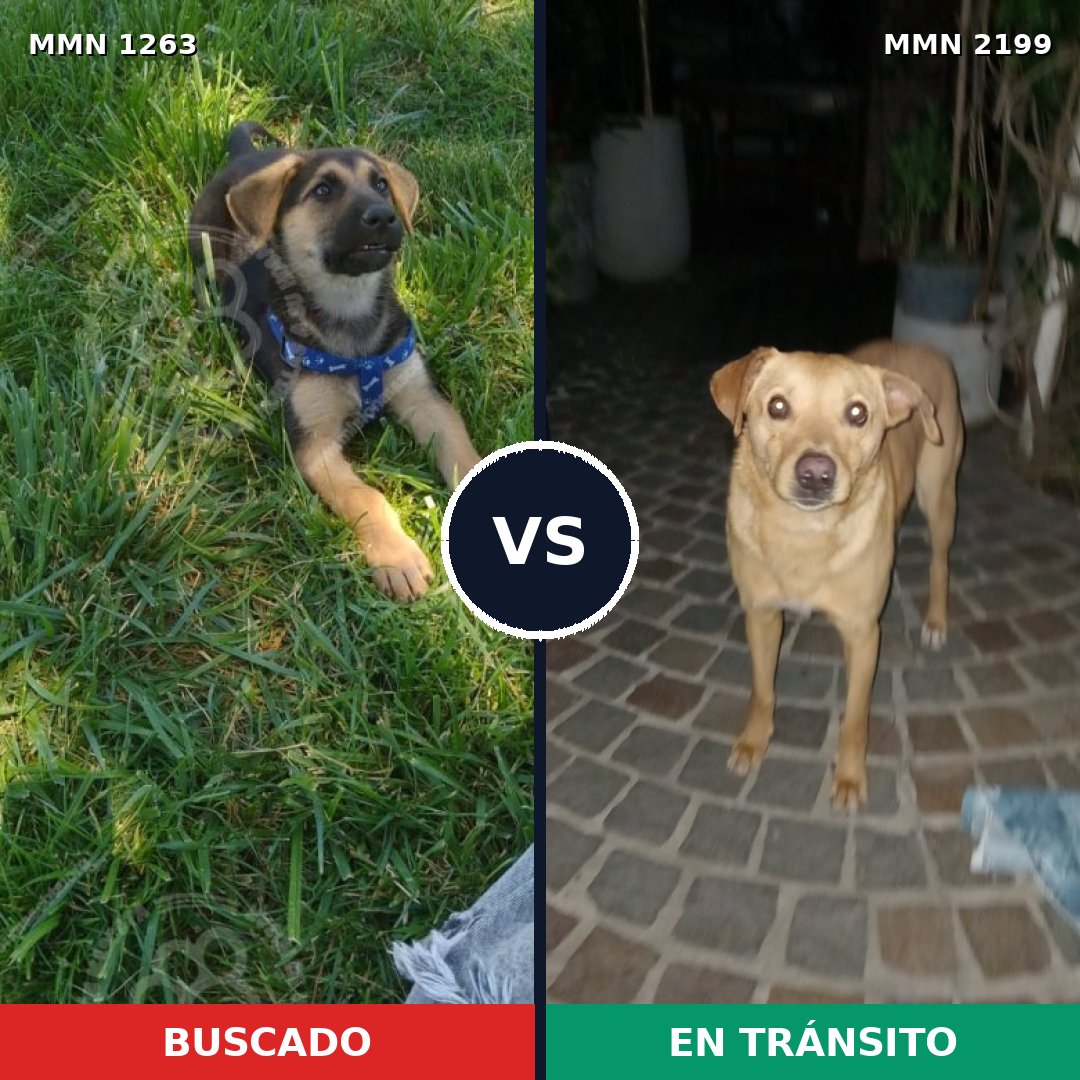 Comparativa MMS 66080: mascota perdida y mascota encontrada, 28% de similitud