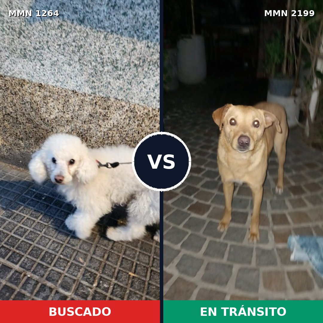 Comparativa MMS 66081: mascota perdida y mascota encontrada, 51% de similitud