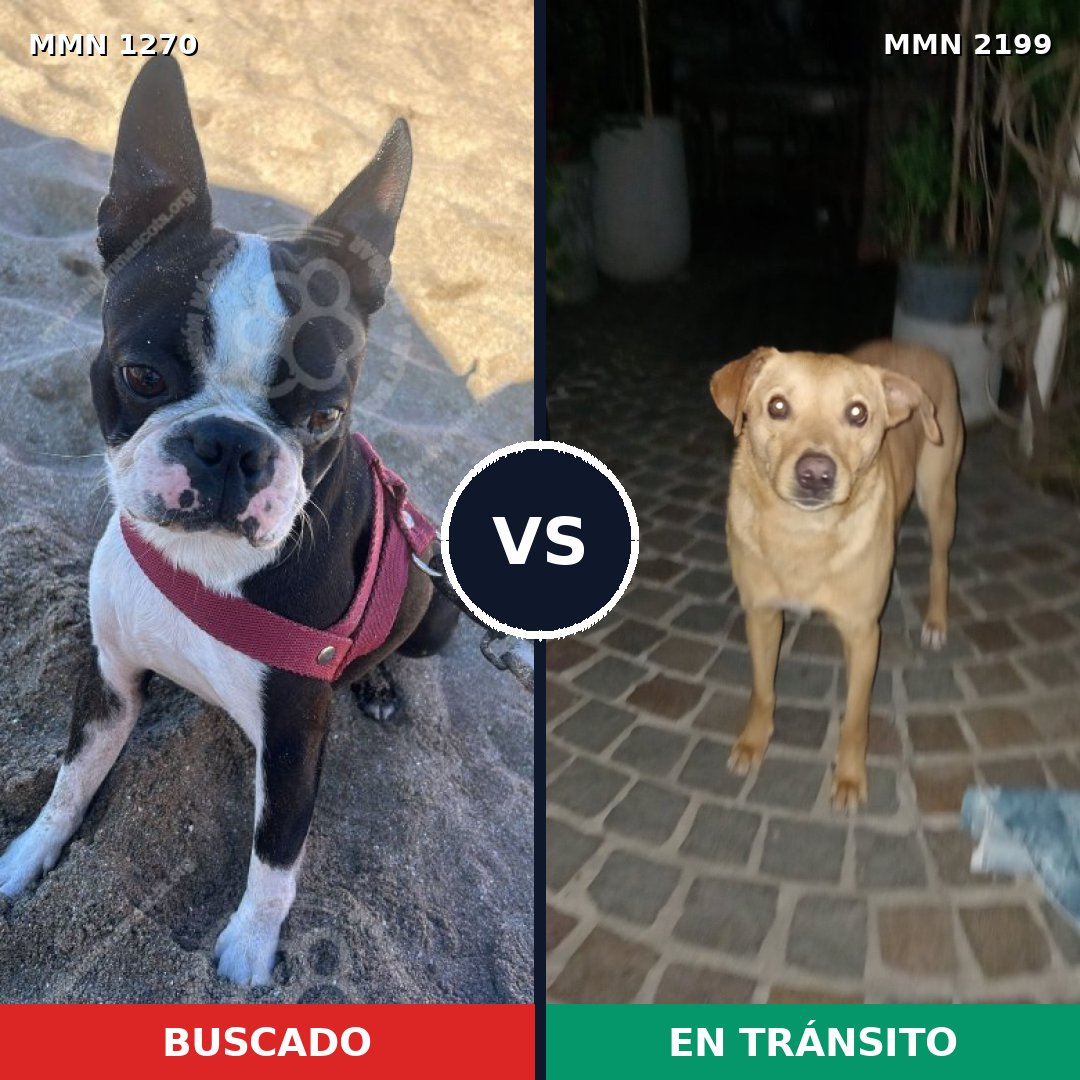 Comparativa MMS 66082: mascota perdida y mascota encontrada, 45% de similitud