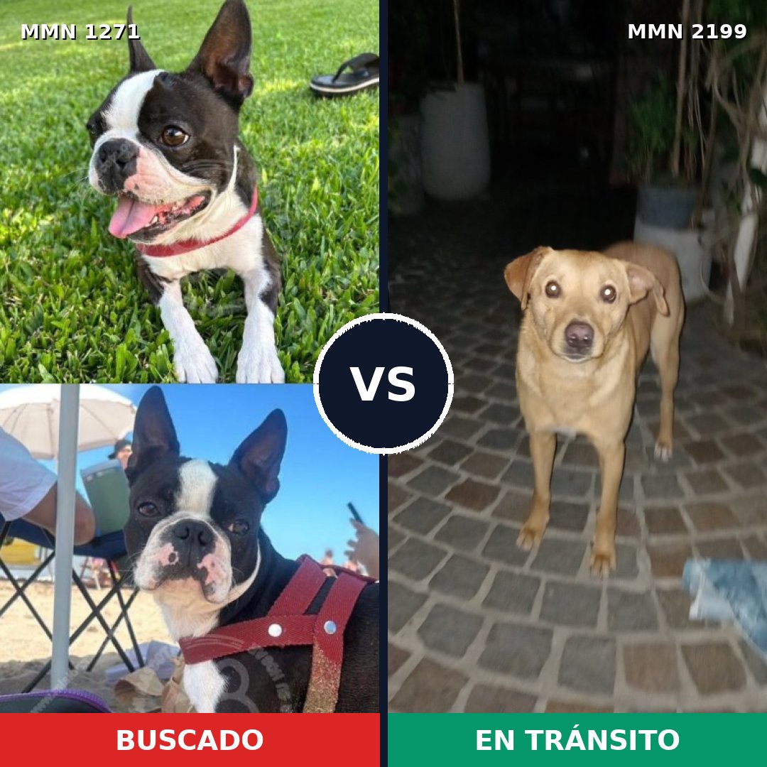 Comparativa MMS 66083: mascota perdida y mascota encontrada, 45% de similitud