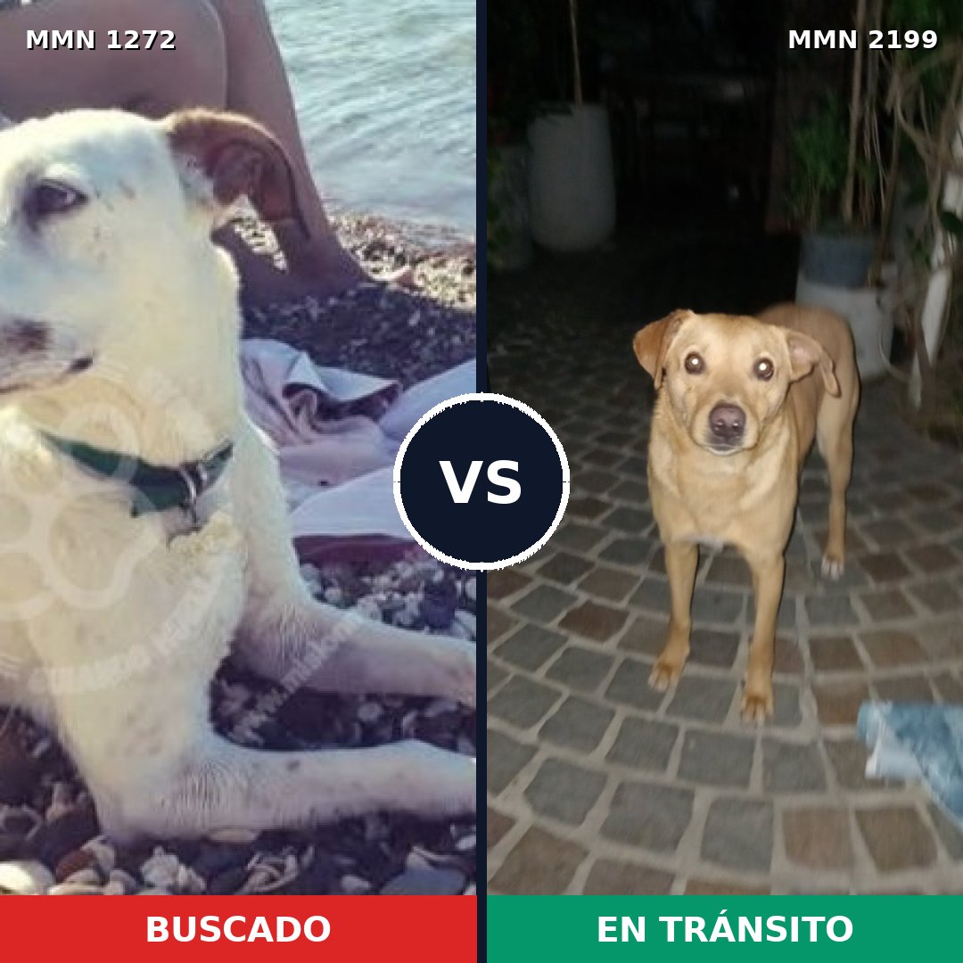 Comparativa MMS 66084: mascota perdida y mascota encontrada, 70% de similitud