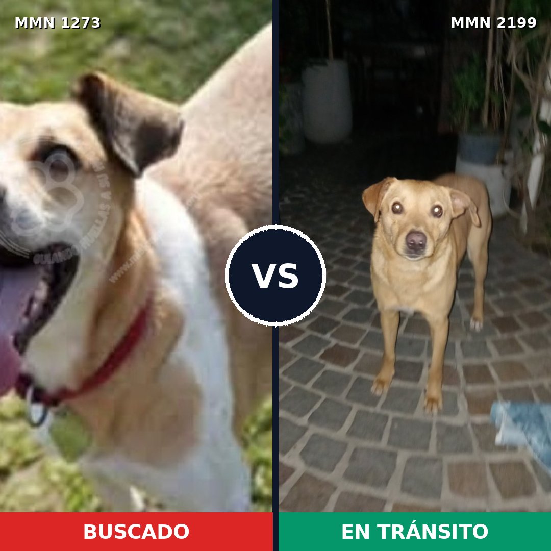 Comparativa MMS 66085: mascota perdida y mascota encontrada, 73% de similitud