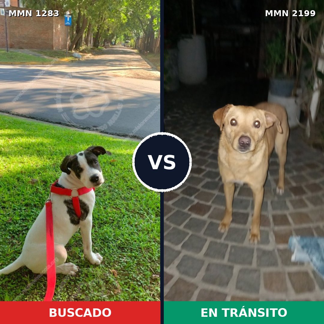Comparativa MMS 66086: mascota perdida y mascota encontrada, 68% de similitud