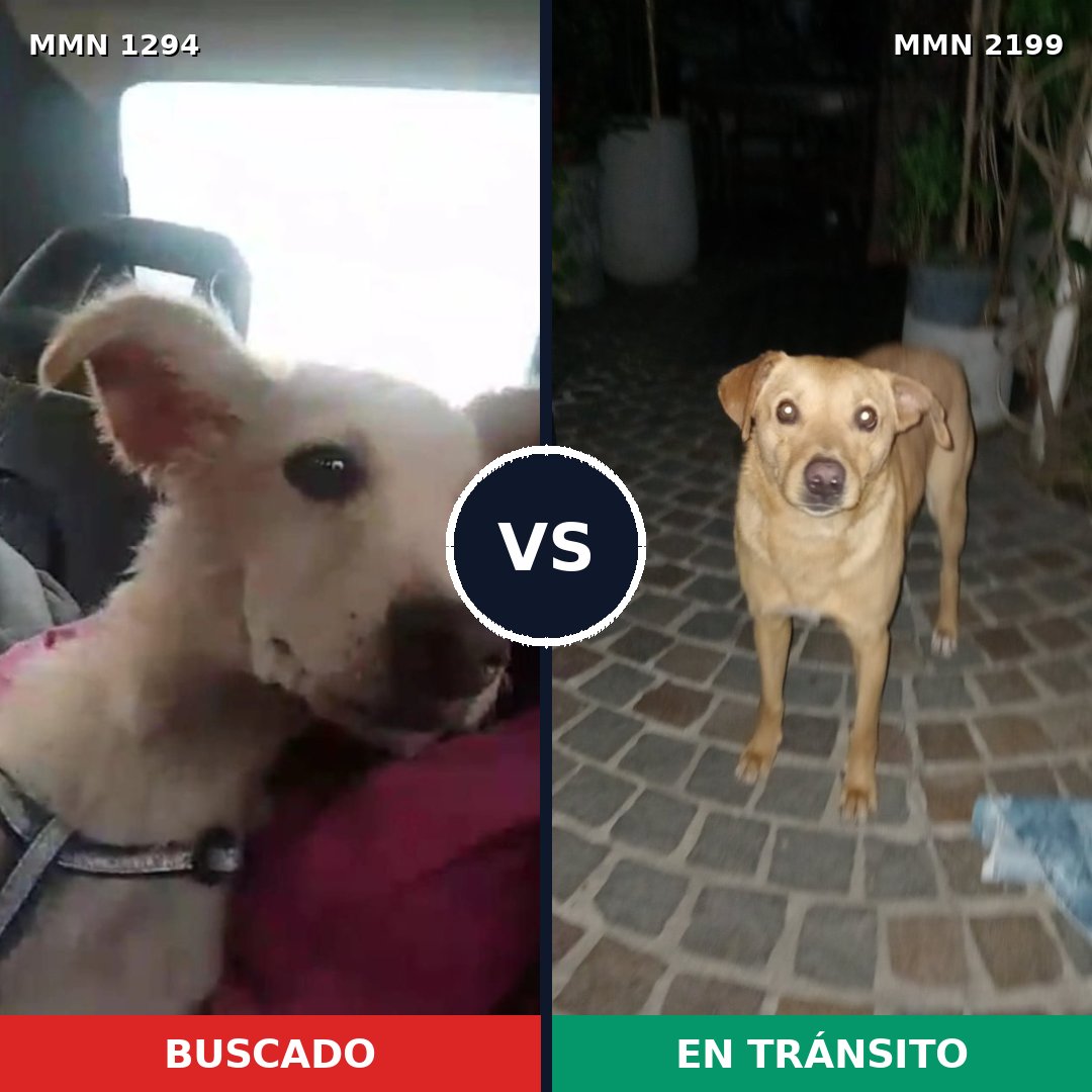 Comparativa MMS 66087: mascota perdida y mascota encontrada, 79% de similitud