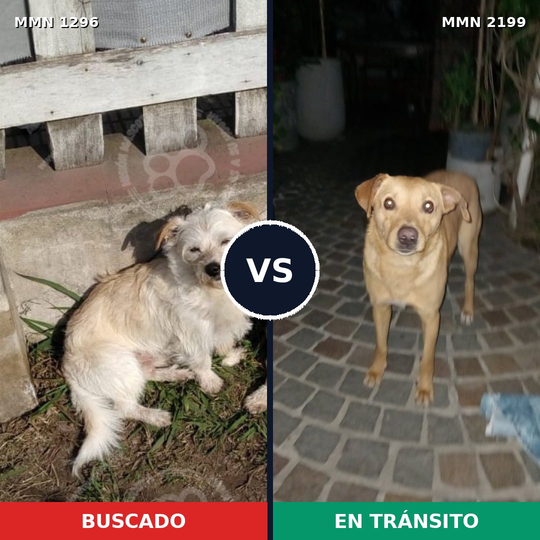 Comparativa MMS 66088: mascota perdida y mascota encontrada, 69% de similitud