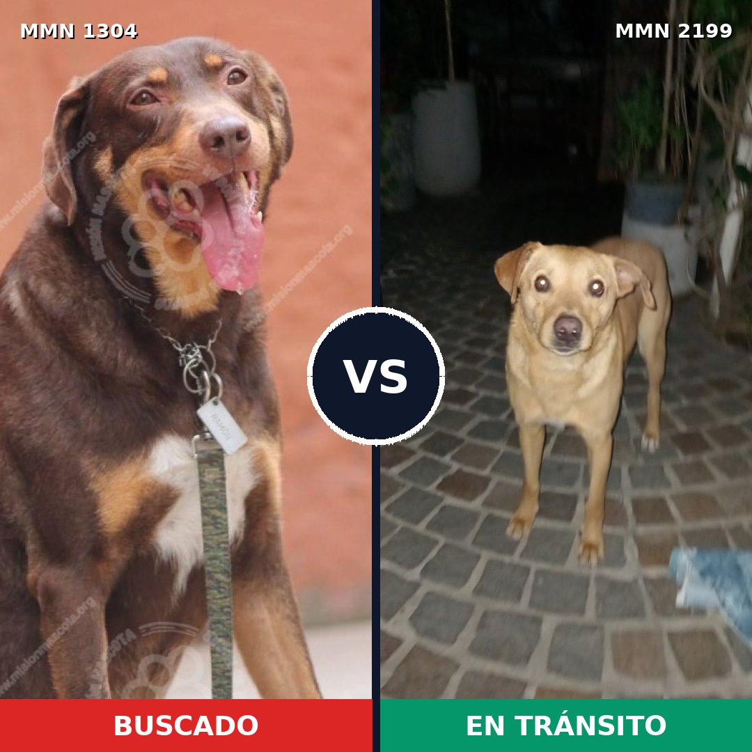 Comparativa MMS 66089: mascota perdida y mascota encontrada, 72% de similitud