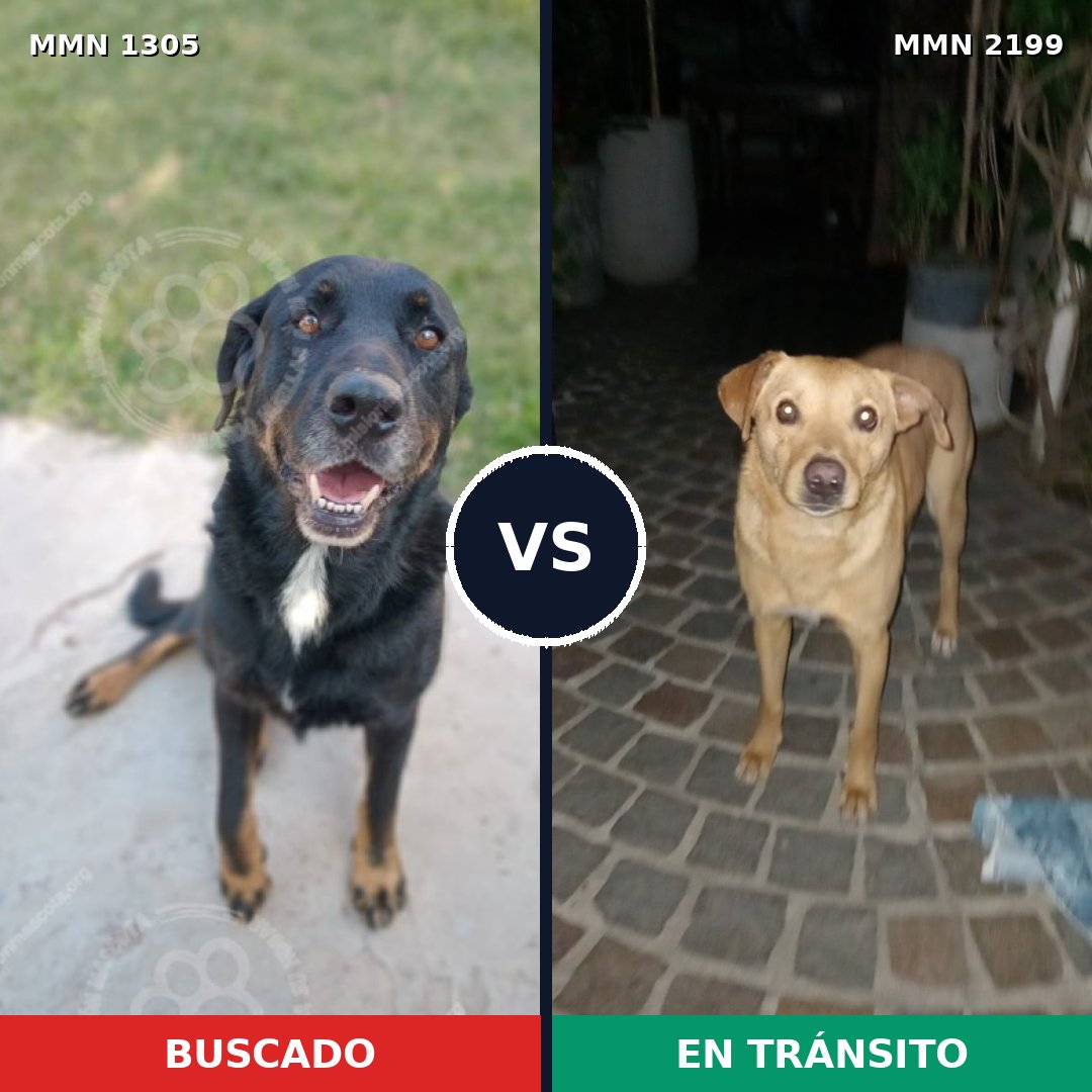 Comparativa MMS 66090: mascota perdida y mascota encontrada, 59% de similitud