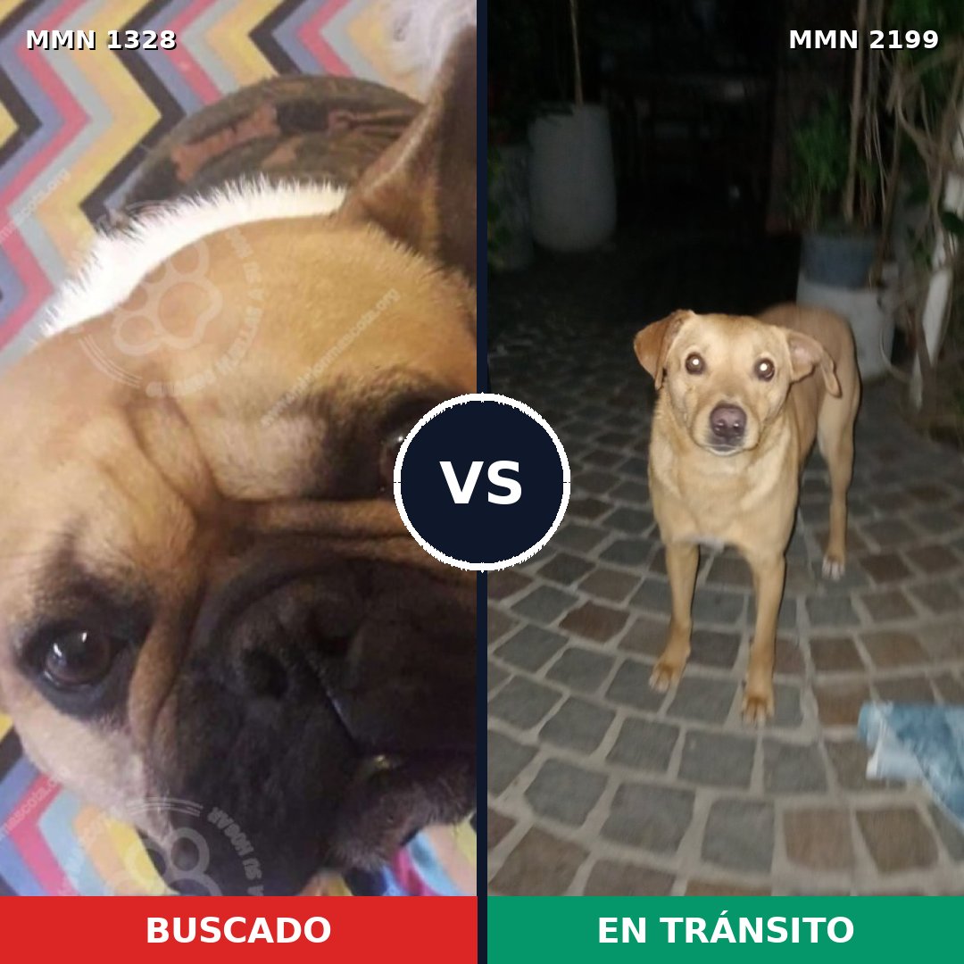 Comparativa MMS 66092: mascota perdida y mascota encontrada, 58% de similitud