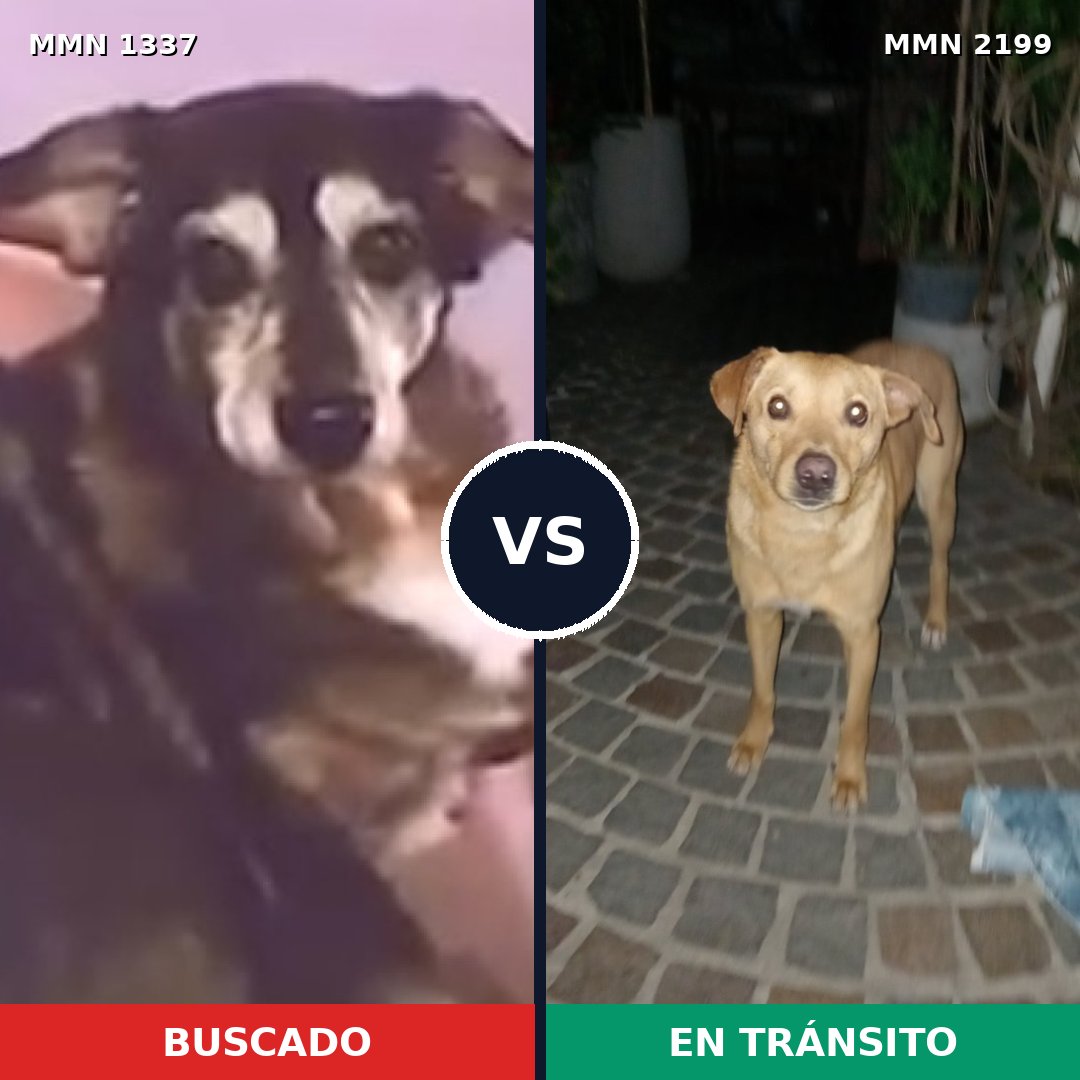 Comparativa MMS 66093: mascota perdida y mascota encontrada, 72% de similitud