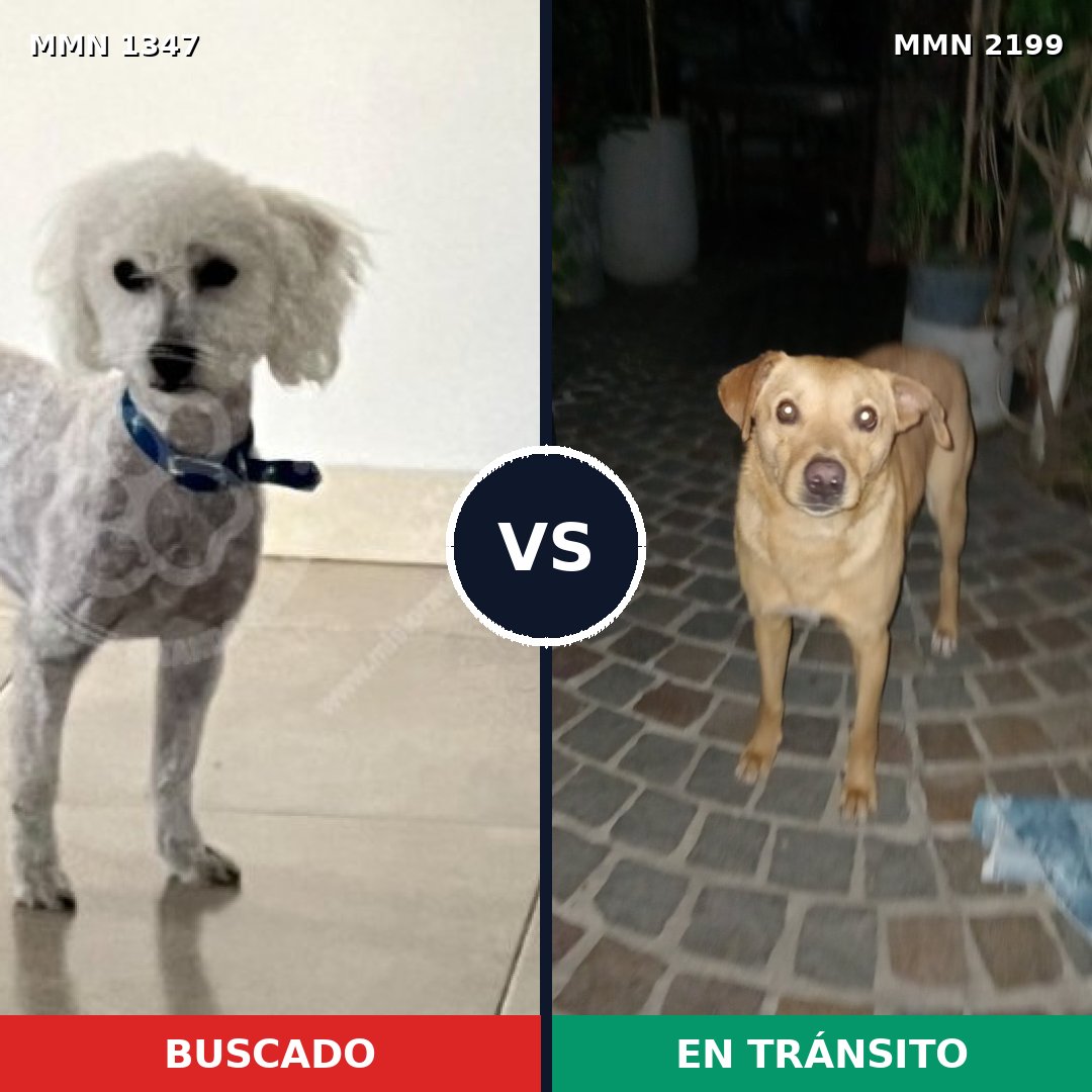 Comparativa MMS 66095: mascota perdida y mascota encontrada, 38% de similitud