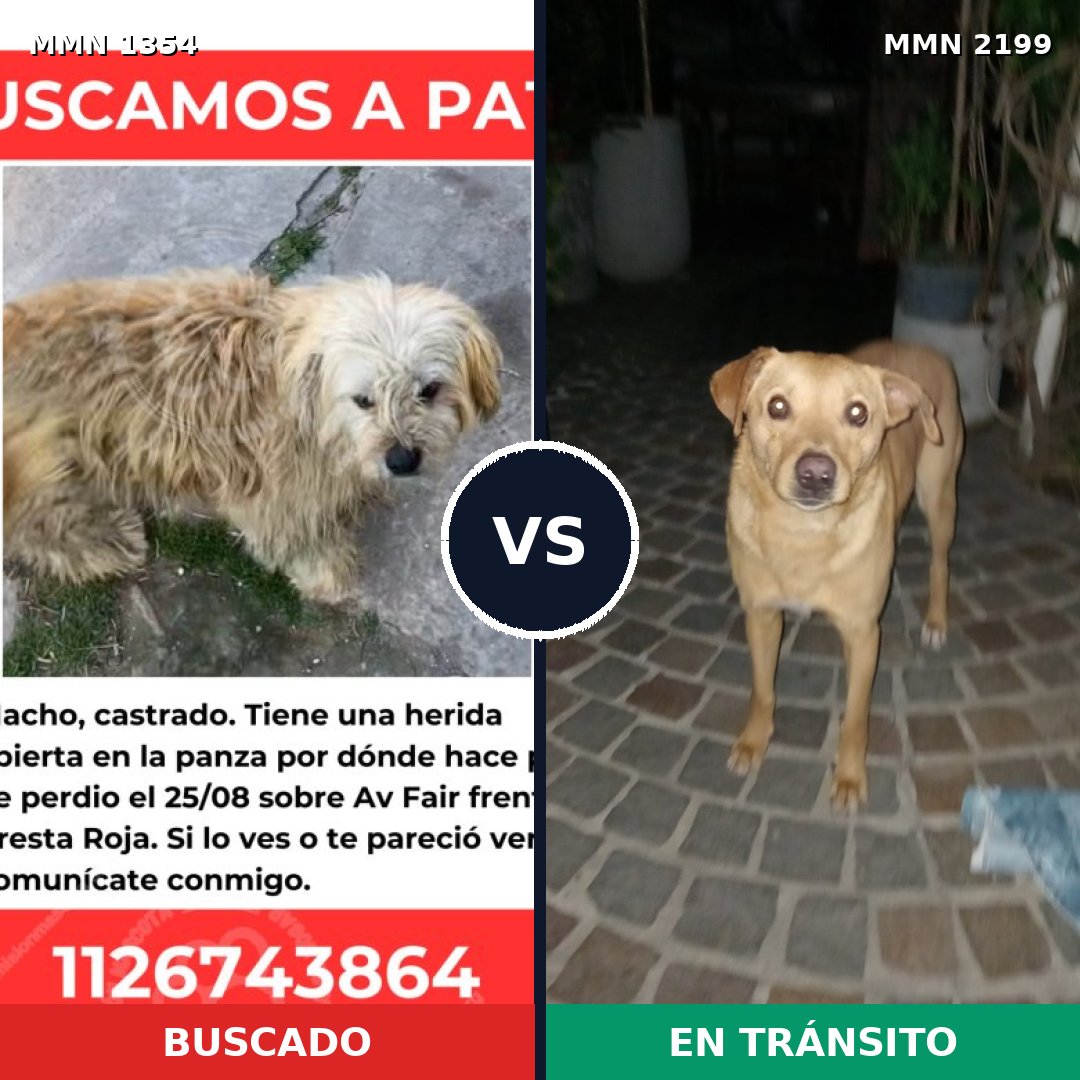 Comparativa MMS 66096: mascota perdida y mascota encontrada, 78% de similitud