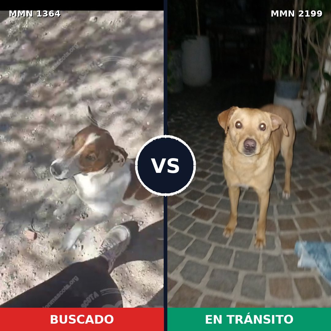 Comparativa MMS 66097: mascota perdida y mascota encontrada, 33% de similitud