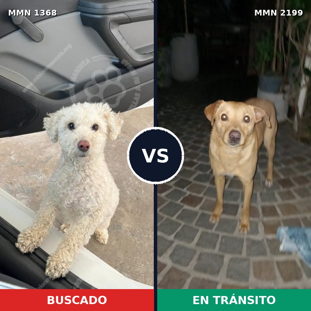 Comparativa MMS 66098: mascota perdida y mascota encontrada, 51% de similitud