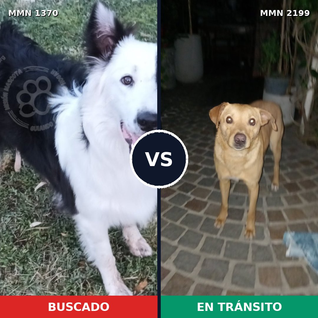 Comparativa MMS 66099: mascota perdida y mascota encontrada, 38% de similitud
