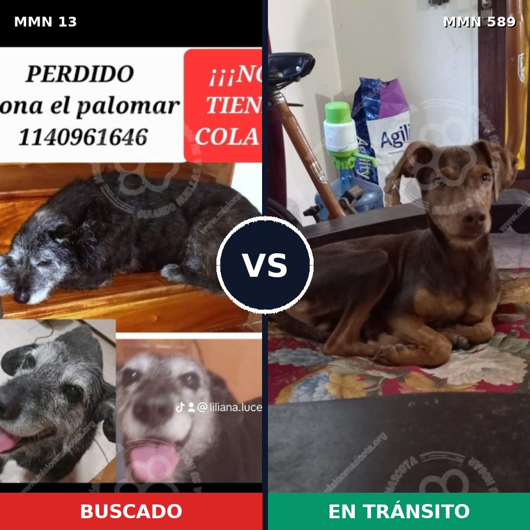 Comparativa MMS 661: mascota perdida y mascota encontrada, 48% de similitud