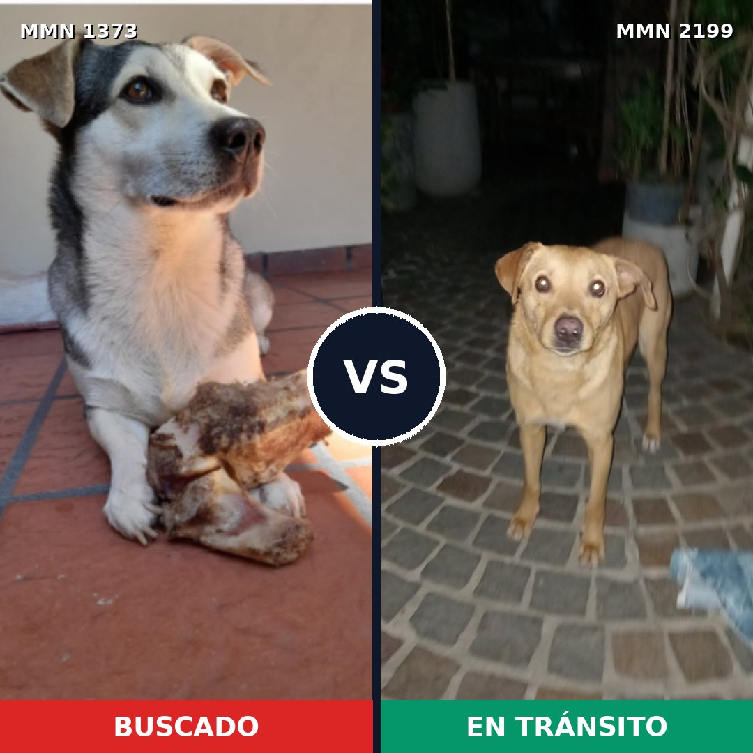 Comparativa MMS 66100: mascota perdida y mascota encontrada, 70% de similitud