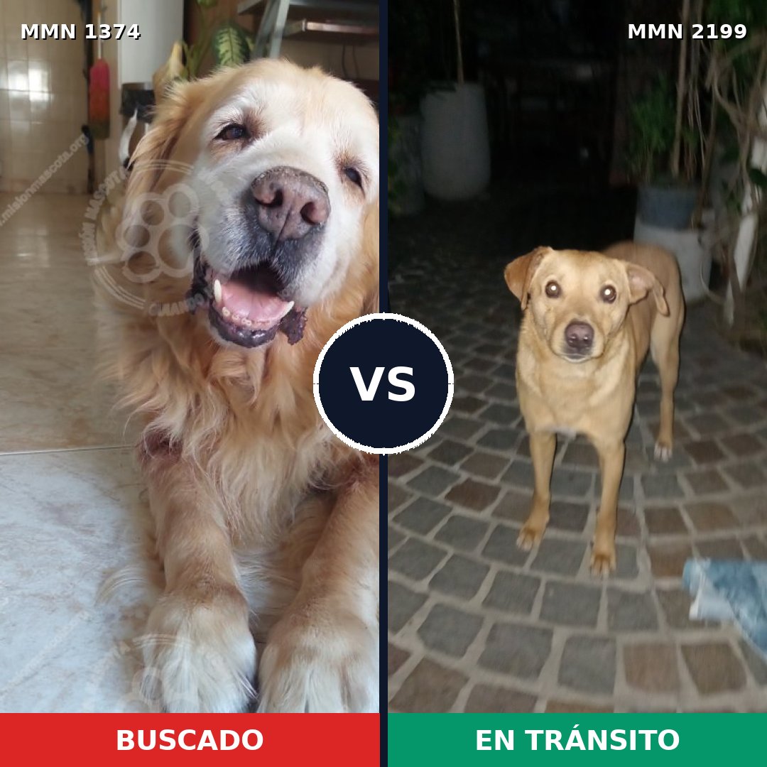 Comparativa MMS 66101: mascota perdida y mascota encontrada, 44% de similitud