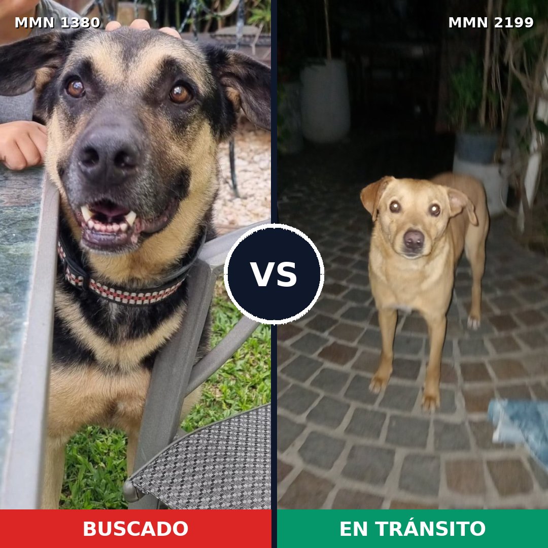 Comparativa MMS 66102: mascota perdida y mascota encontrada, 59% de similitud