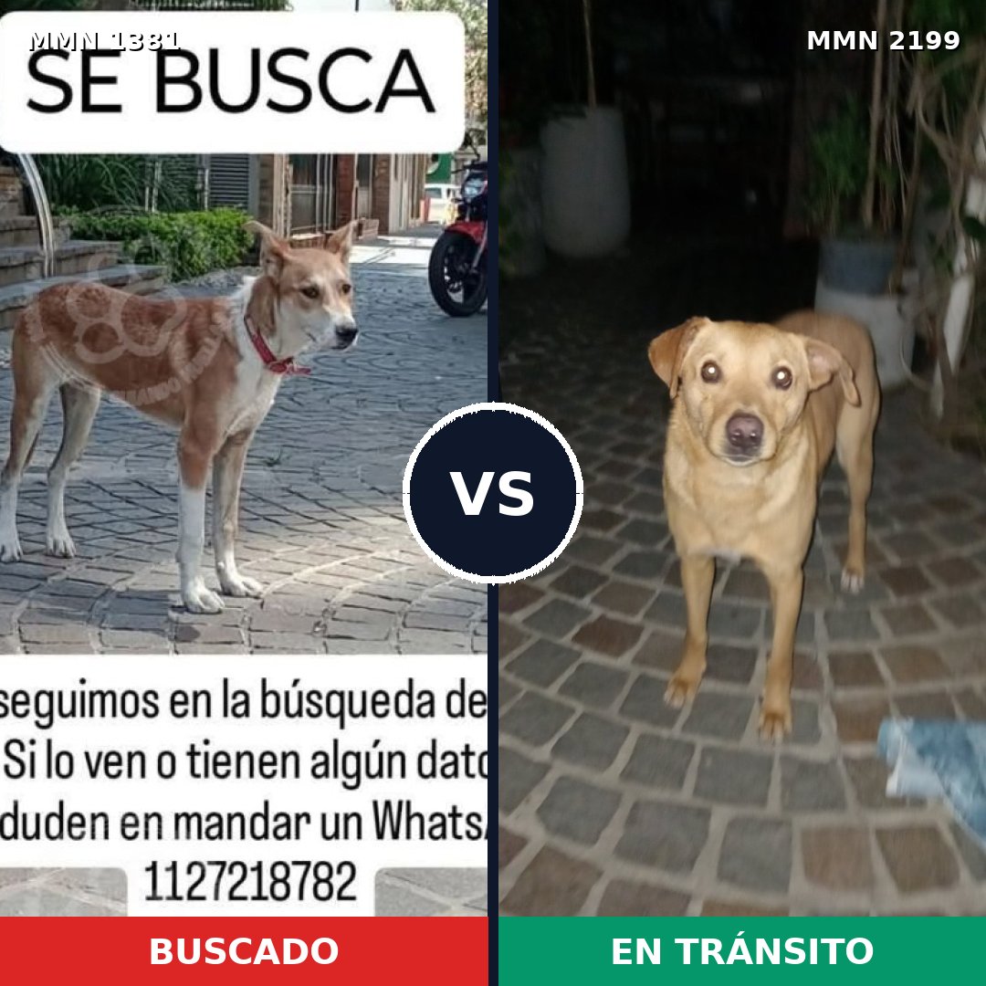 Comparativa MMS 66103: mascota perdida y mascota encontrada, 61% de similitud