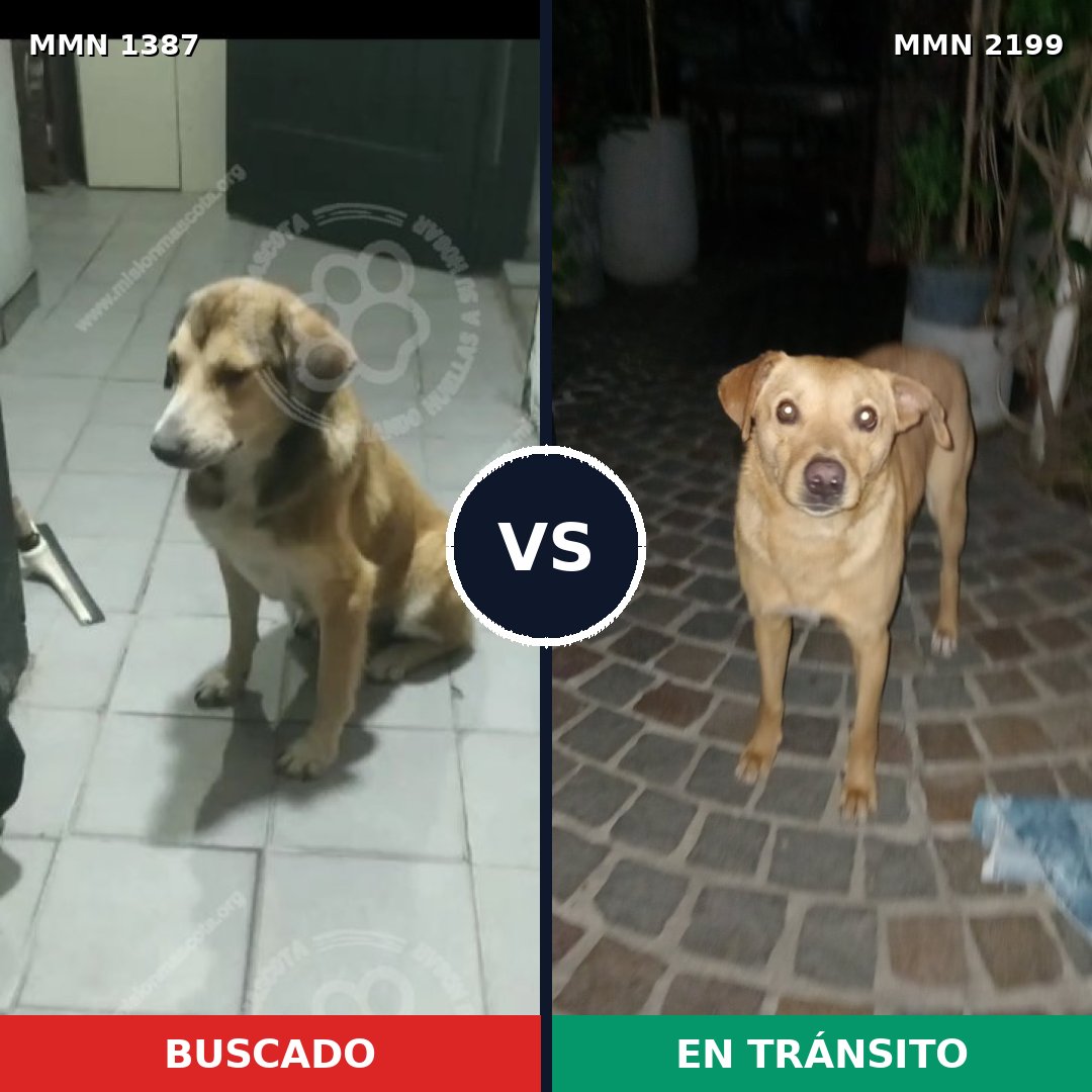 Comparativa MMS 66104: mascota perdida y mascota encontrada, 76% de similitud