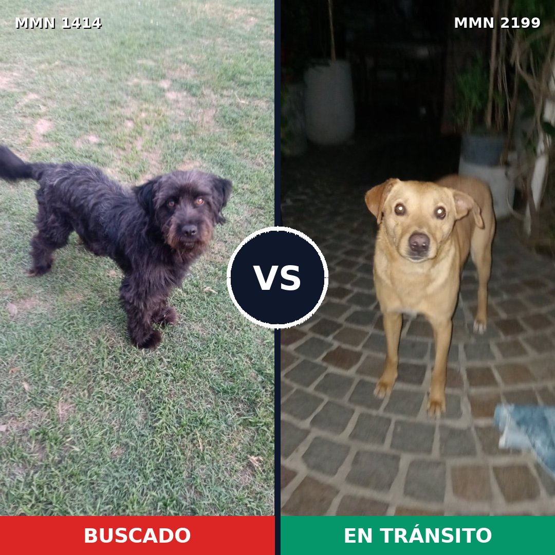 Comparativa MMS 66105: mascota perdida y mascota encontrada, 48% de similitud