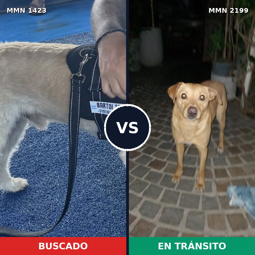 Comparativa MMS 66106: mascota perdida y mascota encontrada, 86% de similitud