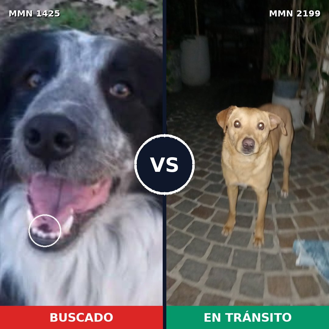 Comparativa MMS 66107: mascota perdida y mascota encontrada, 46% de similitud