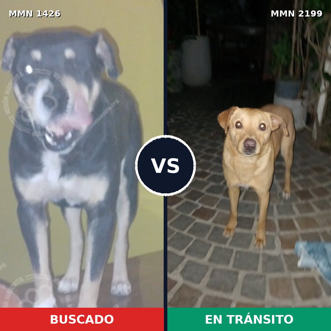 Comparativa MMS 66108: mascota perdida y mascota encontrada, 77% de similitud
