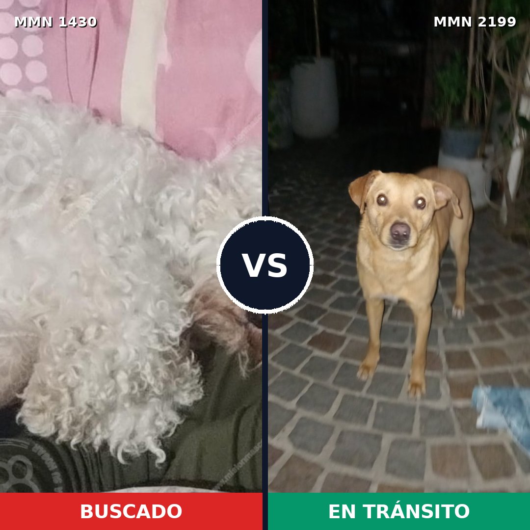 Comparativa MMS 66109: mascota perdida y mascota encontrada, 45% de similitud