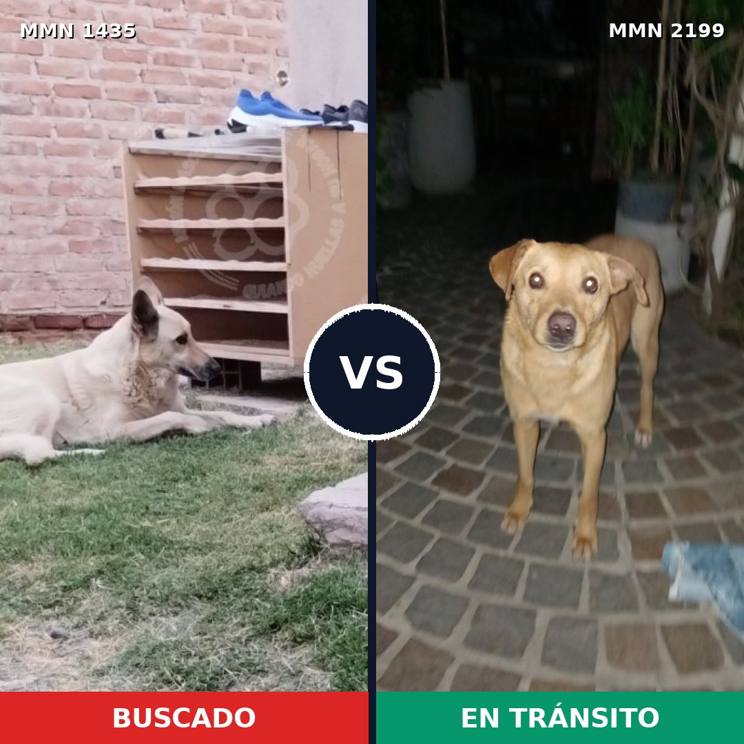 Comparativa MMS 66110: mascota perdida y mascota encontrada, 67% de similitud
