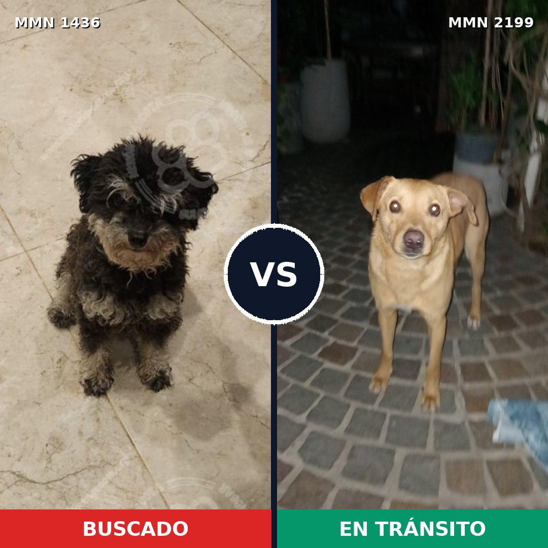 Comparativa MMS 66111: mascota perdida y mascota encontrada, 59% de similitud