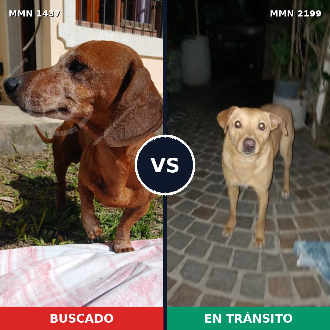 Comparativa MMS 66112: mascota perdida y mascota encontrada, 33% de similitud