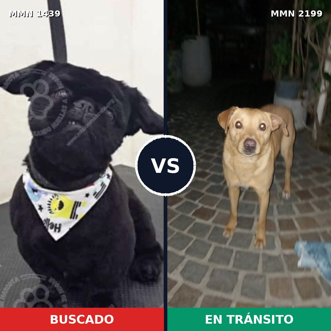 Comparativa MMS 66113: mascota perdida y mascota encontrada, 24% de similitud