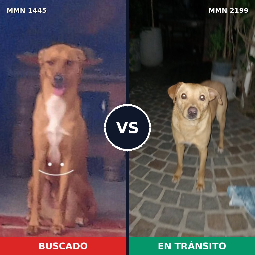 Comparativa MMS 66114: mascota perdida y mascota encontrada, 84% de similitud
