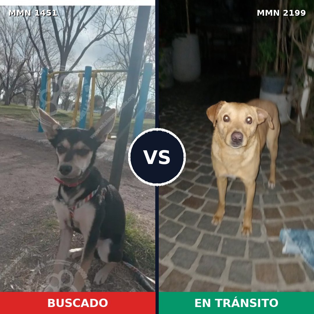 Comparativa MMS 66115: mascota perdida y mascota encontrada, 78% de similitud