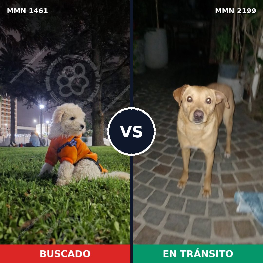 Comparativa MMS 66116: mascota perdida y mascota encontrada, 37% de similitud