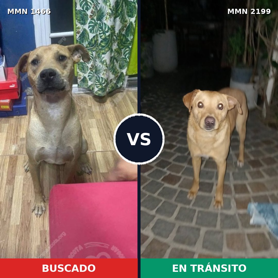 Comparativa MMS 66117: mascota perdida y mascota encontrada, 90% de similitud