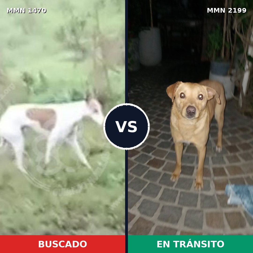 Comparativa MMS 66118: mascota perdida y mascota encontrada, 57% de similitud