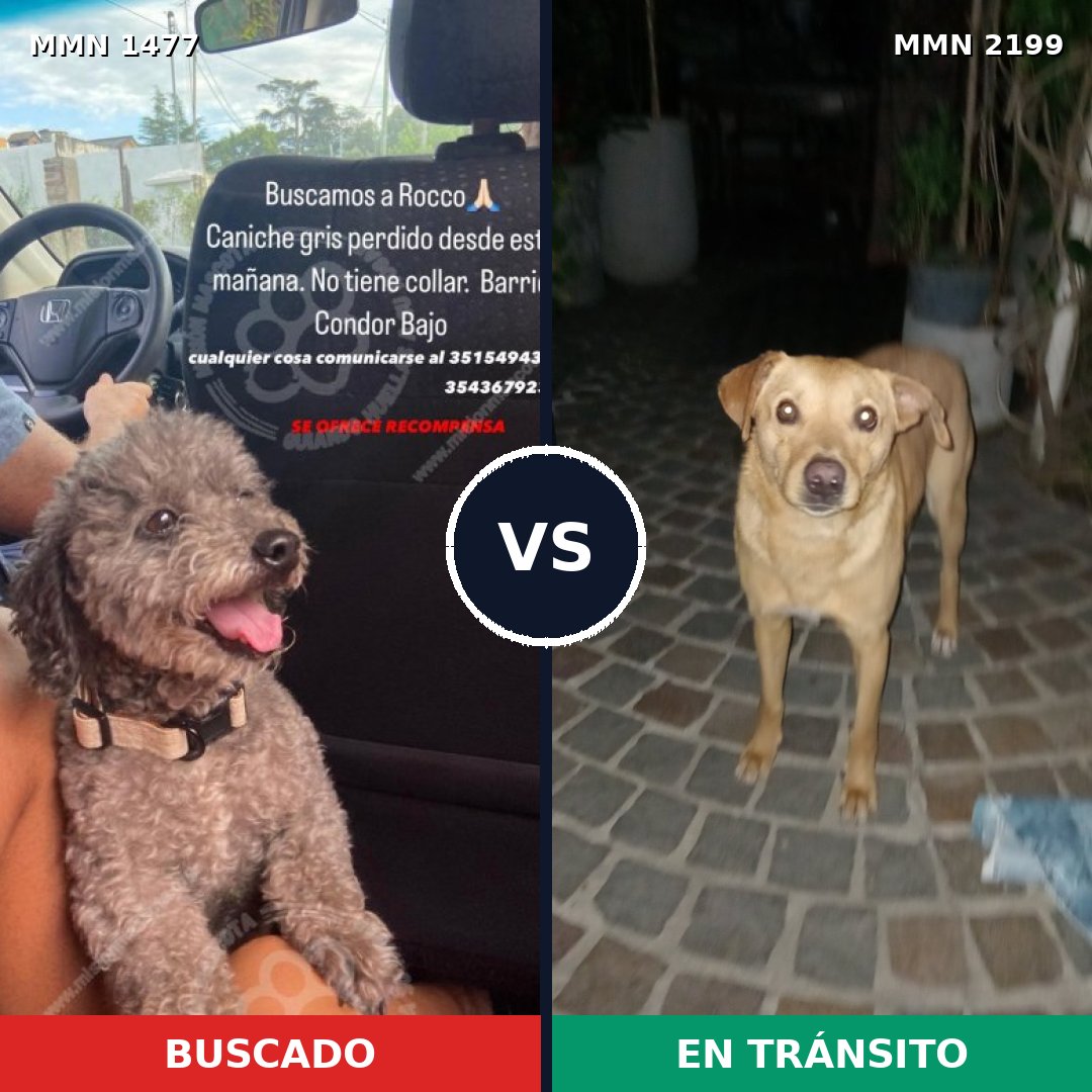 Comparativa MMS 66119: mascota perdida y mascota encontrada, 27% de similitud