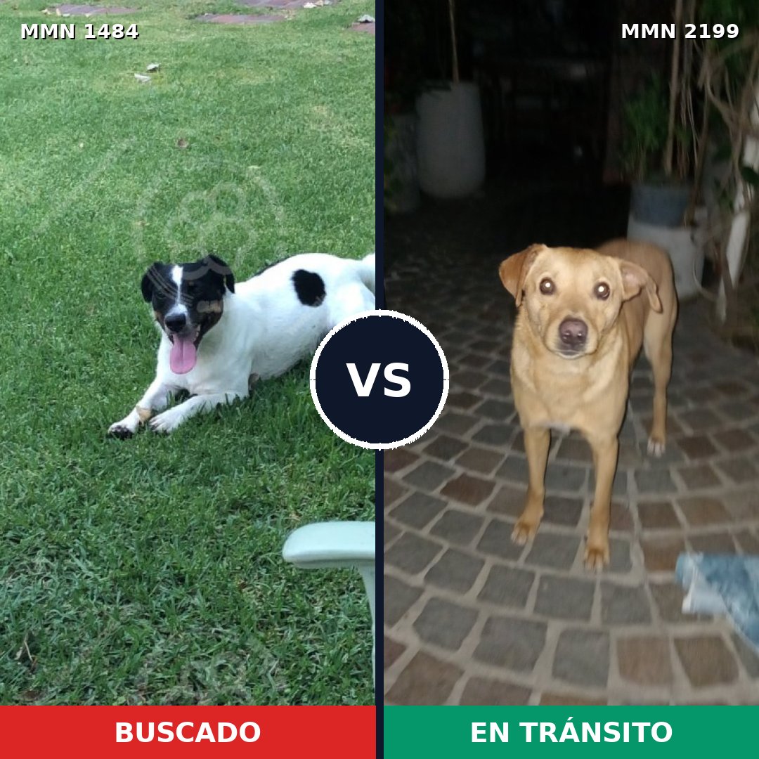 Comparativa MMS 66120: mascota perdida y mascota encontrada, 43% de similitud