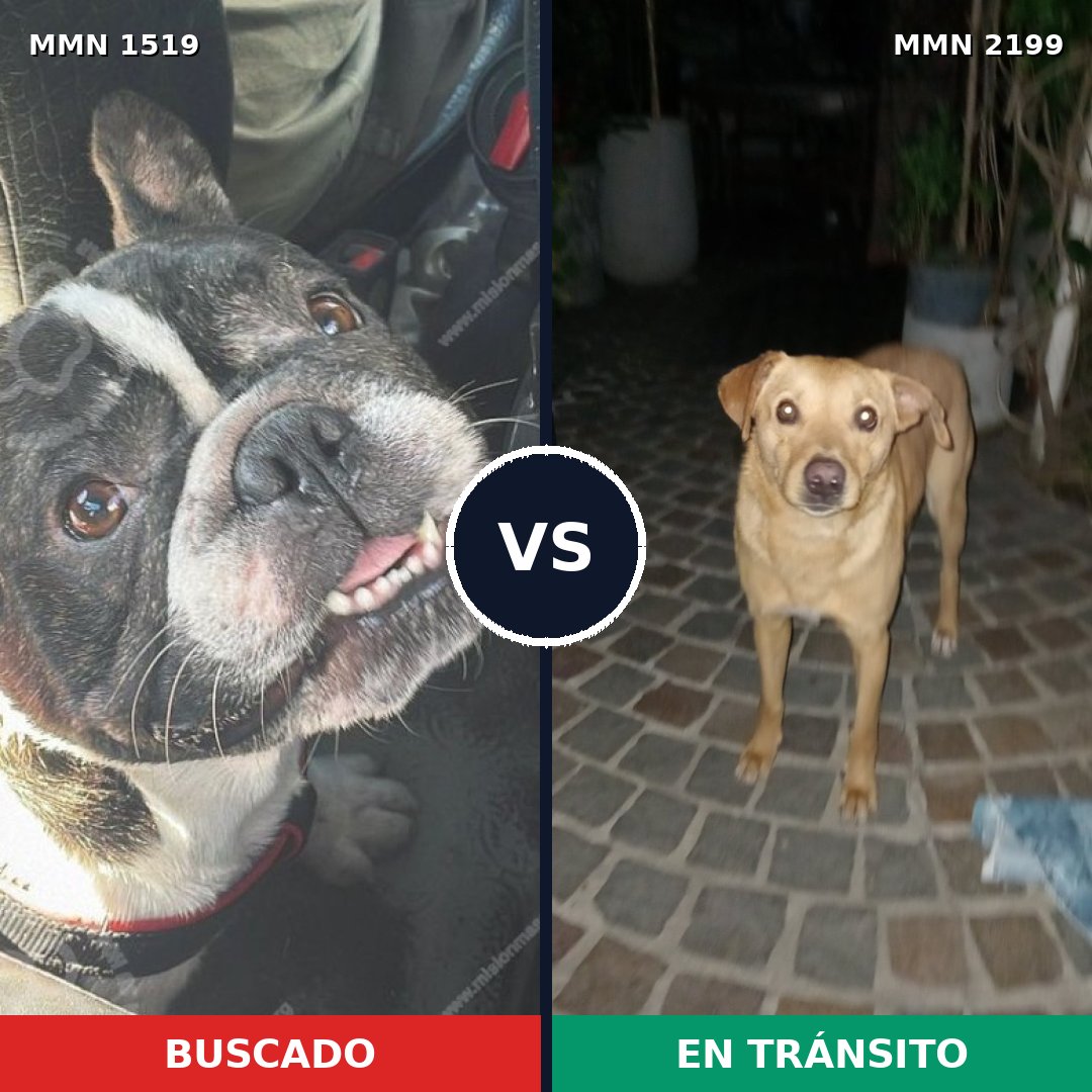 Comparativa MMS 66121: mascota perdida y mascota encontrada, 46% de similitud