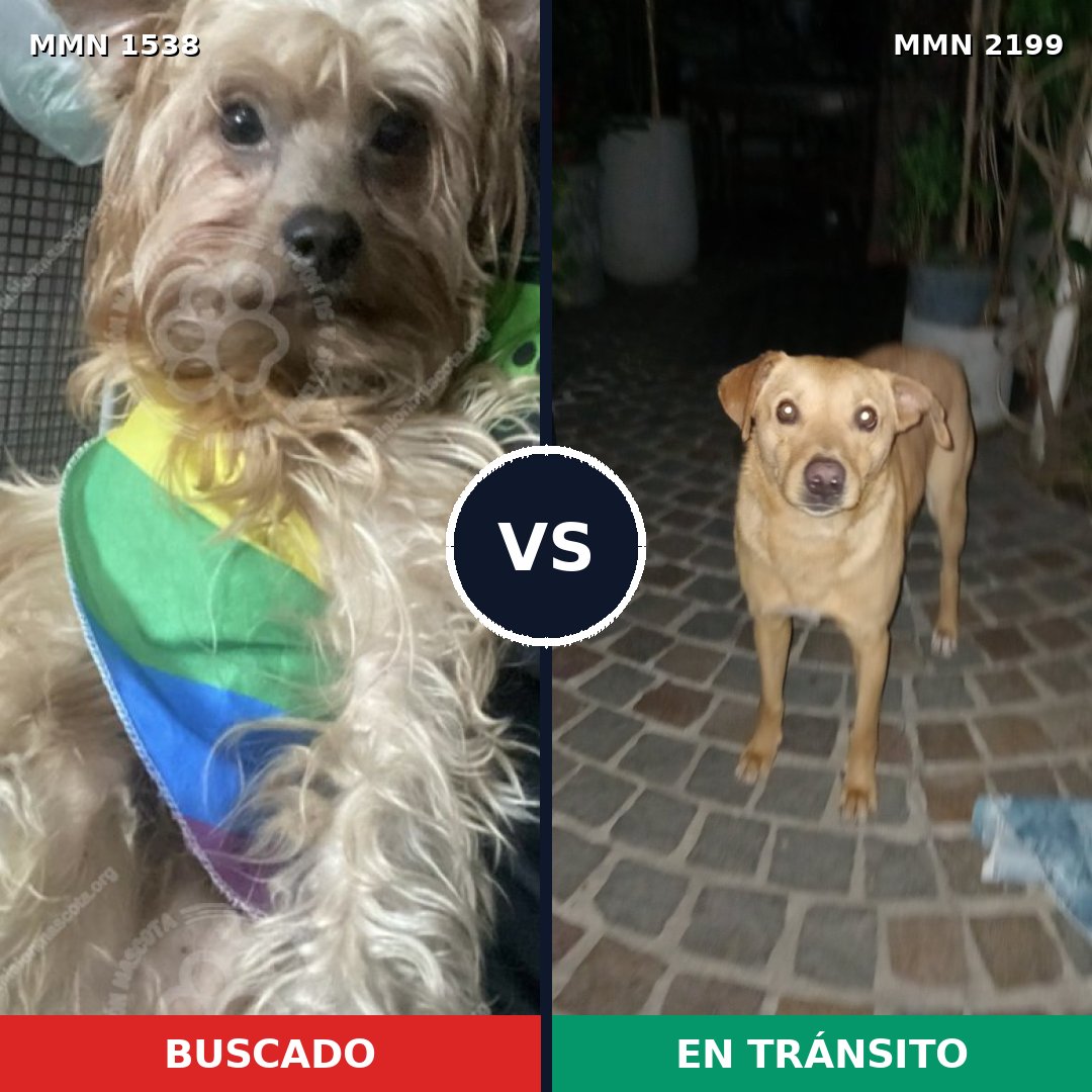 Comparativa MMS 66122: mascota perdida y mascota encontrada, 61% de similitud