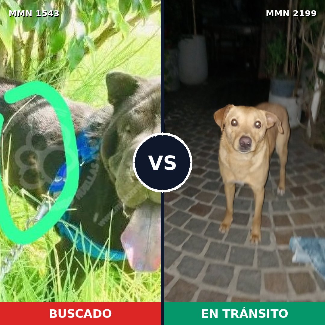 Comparativa MMS 66123: mascota perdida y mascota encontrada, 40% de similitud