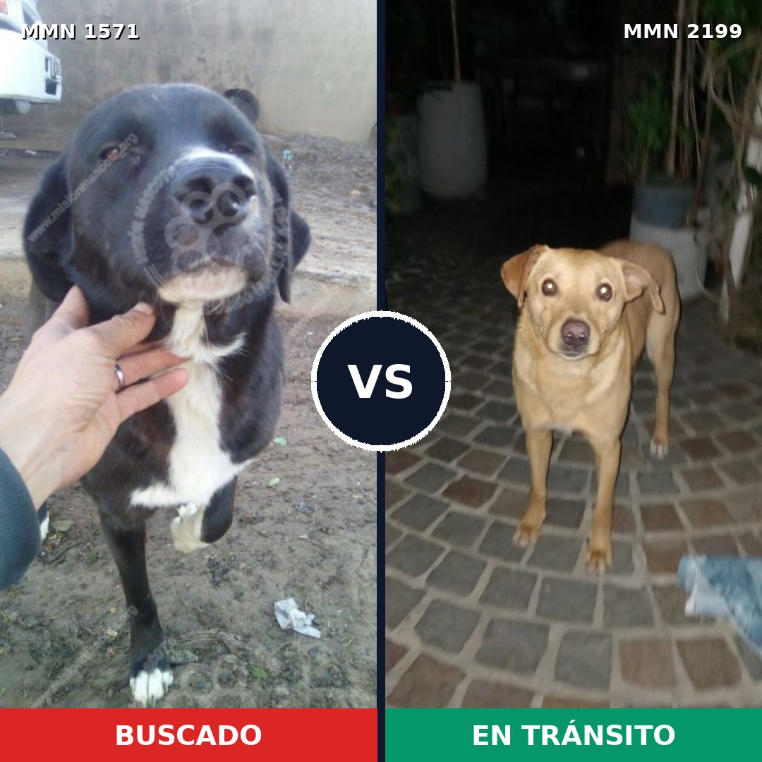 Comparativa MMS 66124: mascota perdida y mascota encontrada, 75% de similitud