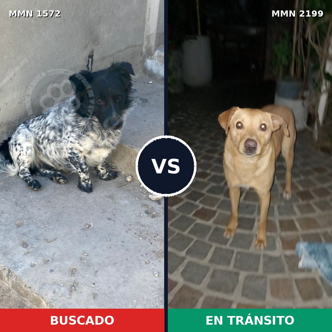 Comparativa MMS 66125: mascota perdida y mascota encontrada, 74% de similitud