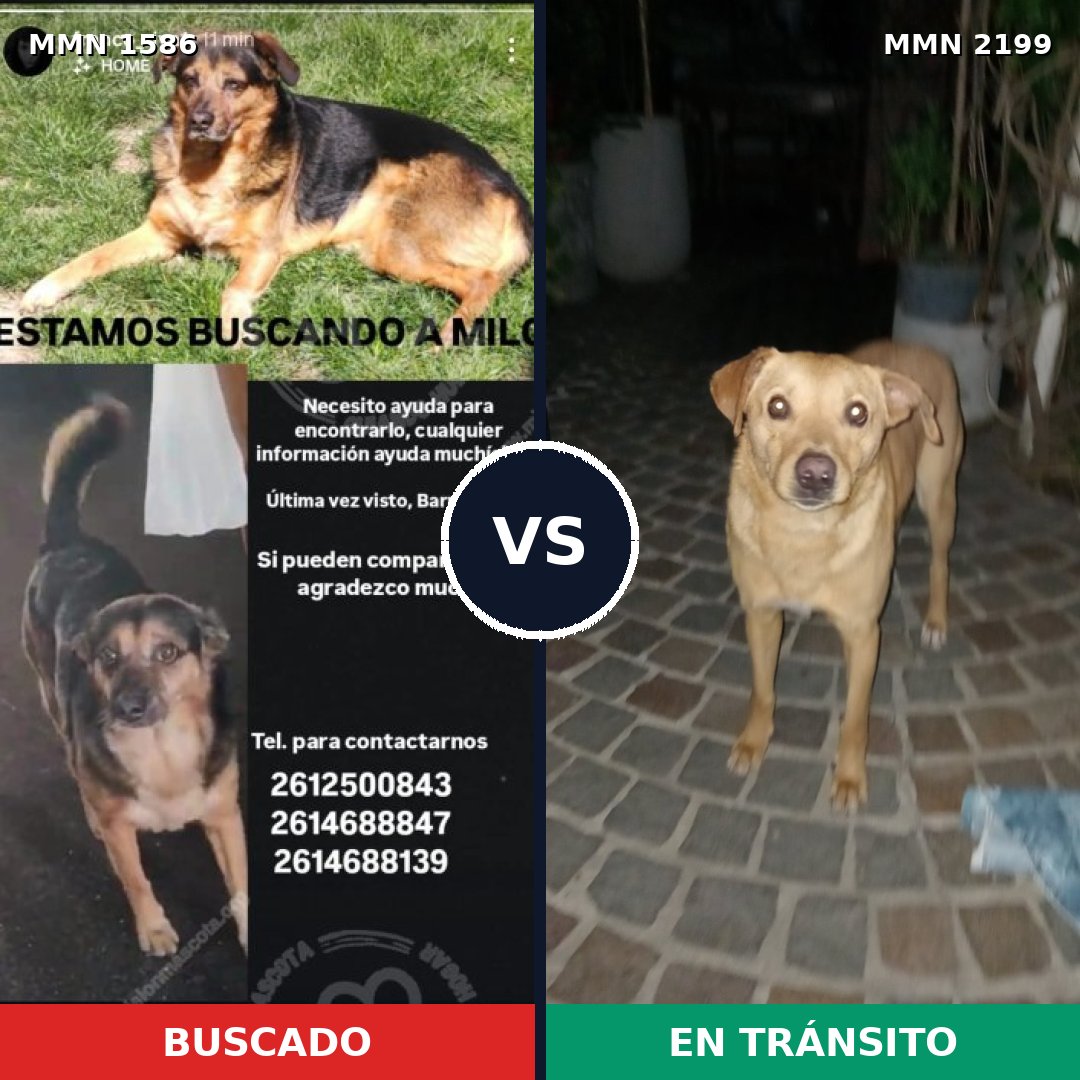Comparativa MMS 66126: mascota perdida y mascota encontrada, 71% de similitud