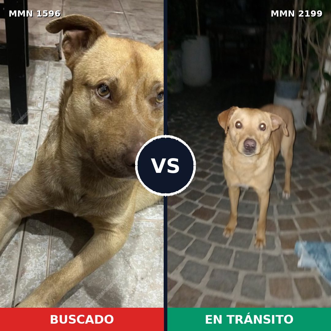 Comparativa MMS 66127: mascota perdida y mascota encontrada, 74% de similitud