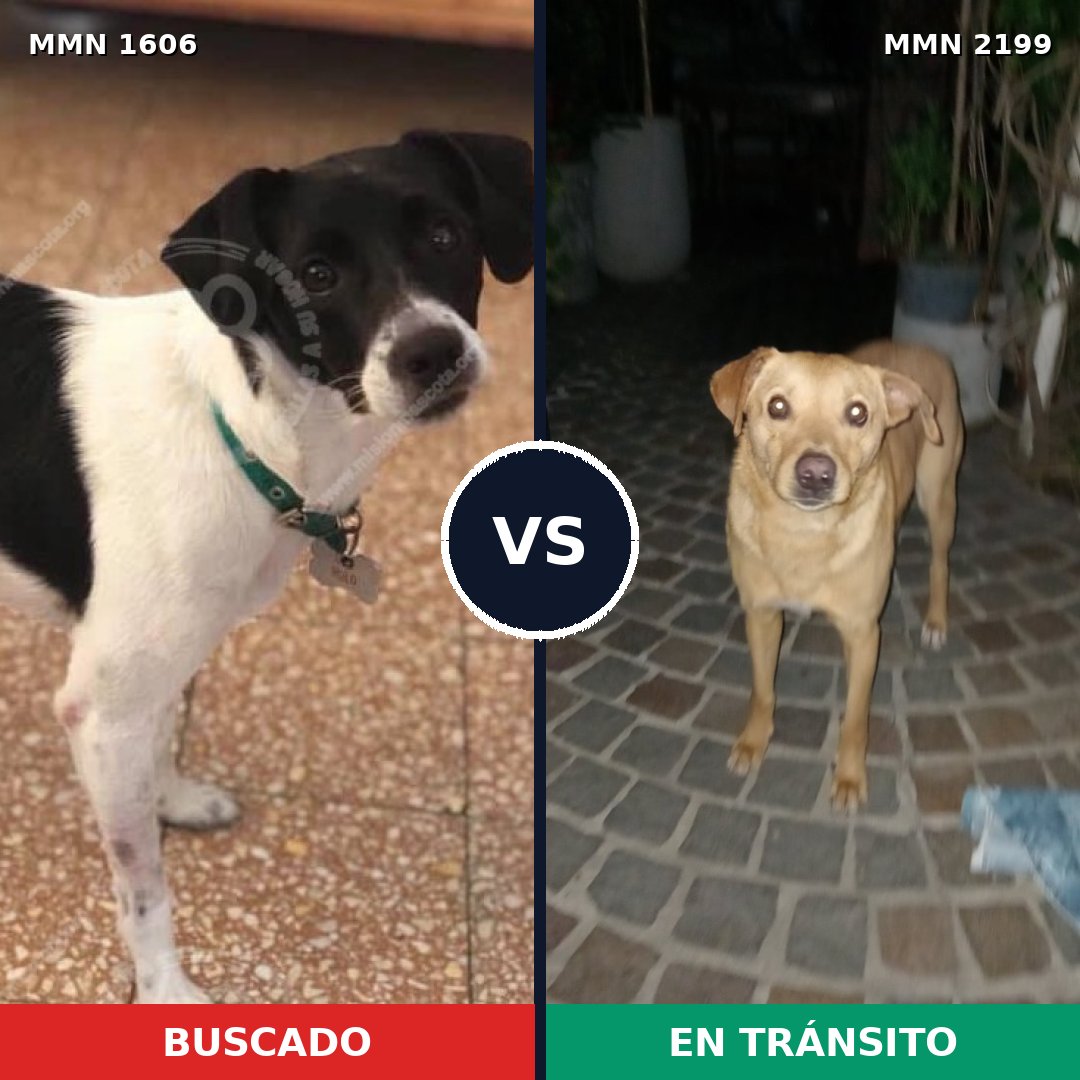Comparativa MMS 66128: mascota perdida y mascota encontrada, 58% de similitud
