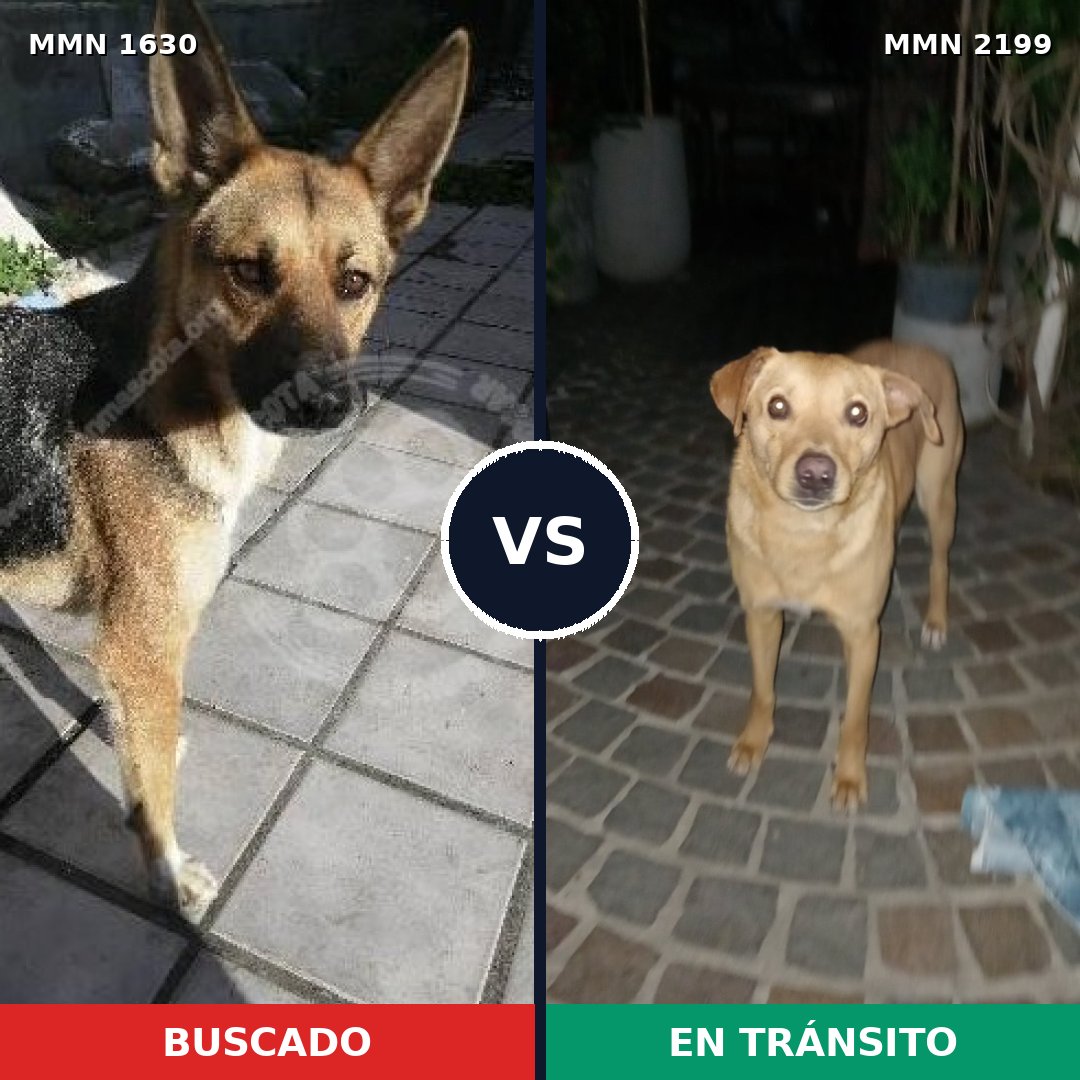 Comparativa MMS 66129: mascota perdida y mascota encontrada, 81% de similitud